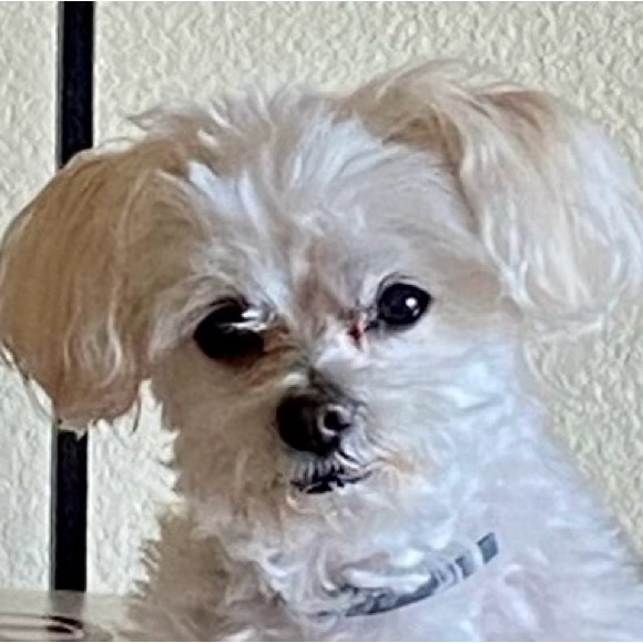 Meet your Posher, Misty - Picture 2 of 3